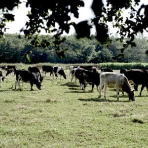 Biodynamisk Okse Frankfurter